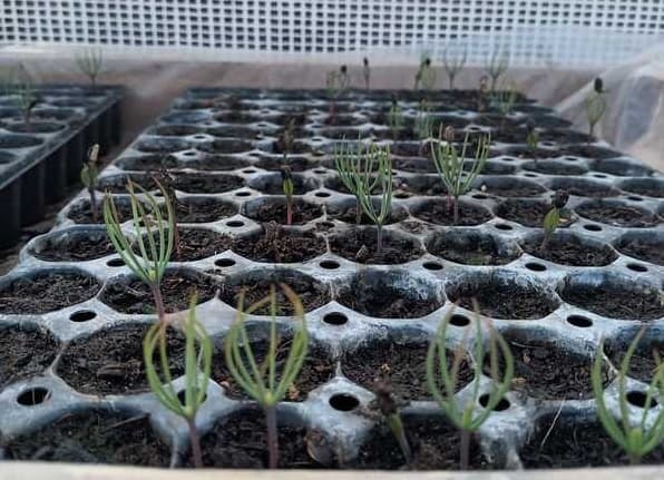 Les premières germinations poussent 🌱 update