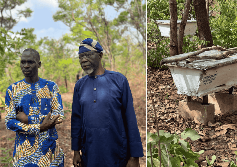 Beekeeping on GAPADOU - an income-generating activity for local communities update