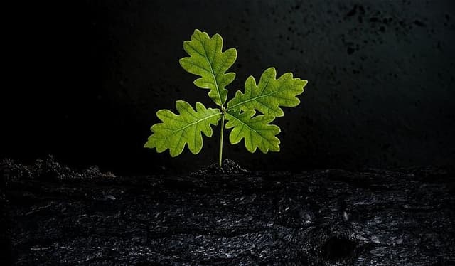 Impact image for m2 de forêts régénérées et protégées