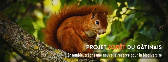 PROJET FORÊT DU GÂTINAIS : BONNE(S) NOUVELLE(S) ! update