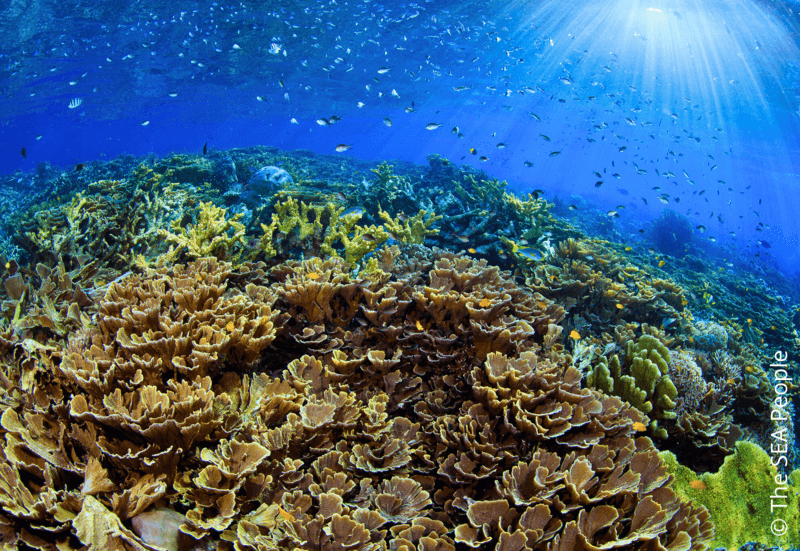 YAF KERU PROGRAM:  LES RAJA AMPAT HOTSPOTS DE BIODIVERSITÉ update