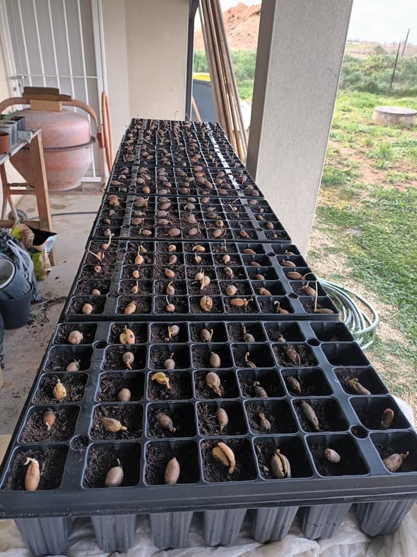 La plantation continue !  update