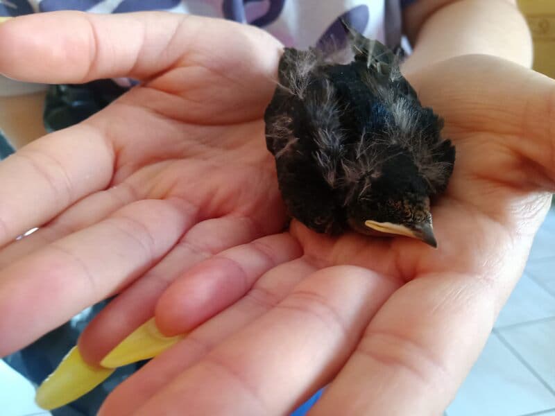 Dès avril, le SOS Faune Sauvage Bretagne prend le relais update