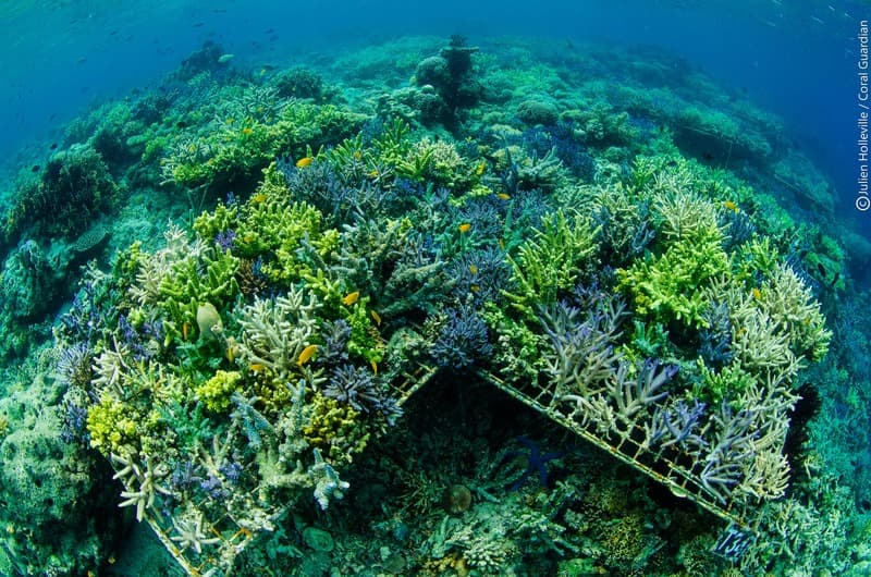 Extension of coral restoration project in Indonesia! update