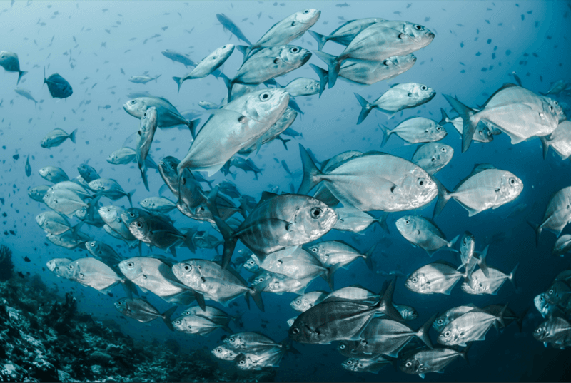 Découvrez les esprits brillants derrière nos lauréats 2025 : Fish On The Move !  update