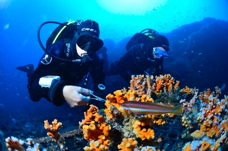 + 700 corals restored in the Mediterranean by 2022 with our partner in the field, the Coral Soul association update