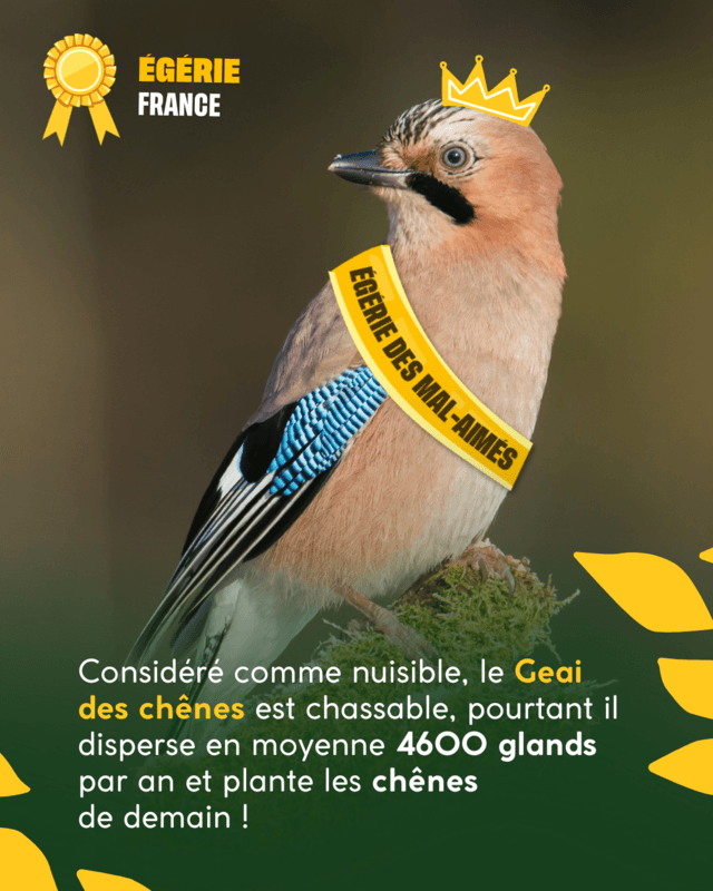 The oak jay, eternal sower of forests but an unloved species update