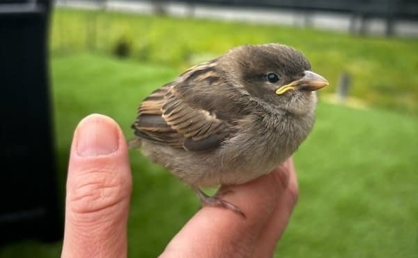 SOS Faune Sauvage de Bretagne, le service régional est (enfin) en place ! update