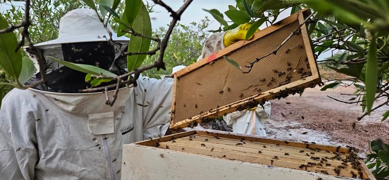 Mission Laafi in Senegal! 🌍🐝 update