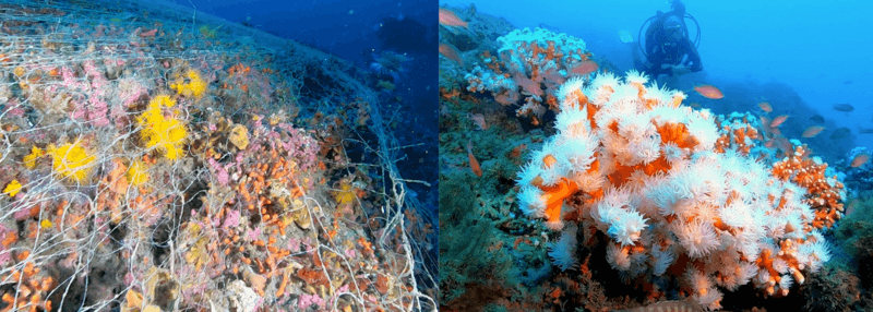 Year 2023 review of the Deep Core project in the Mediterranean update
