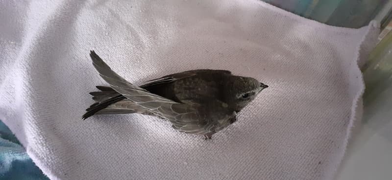 Les actions de Trisk'ailes pendant la période de forte chaleur update