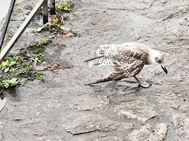 Plus de 9000 animaux aidés en 4 mois update