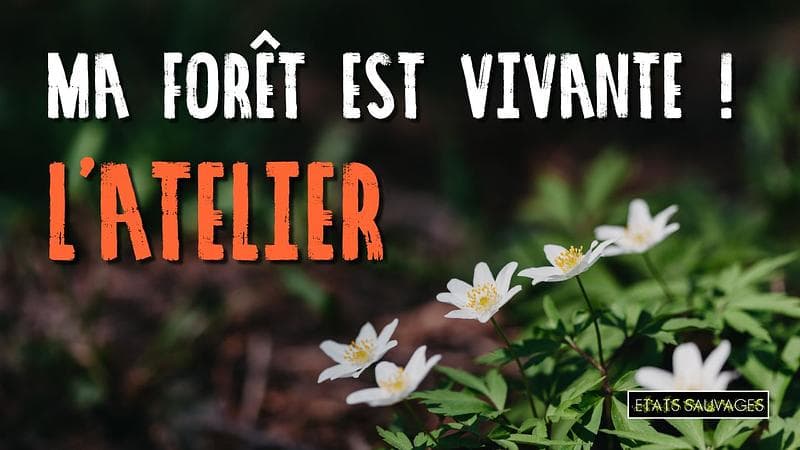 Essaimer la forêt sauvage pour mieux la protéger... update