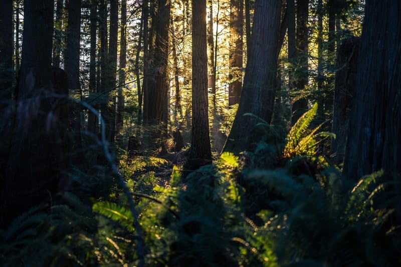 Vers l'acquisition d'une troisième forêt update