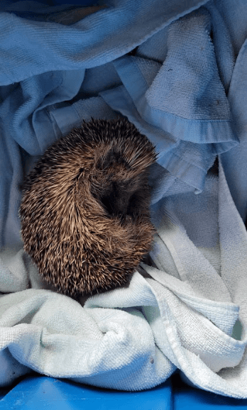 1455 animaux sauvages aidés en 5 mois, on fait un bilan ! update