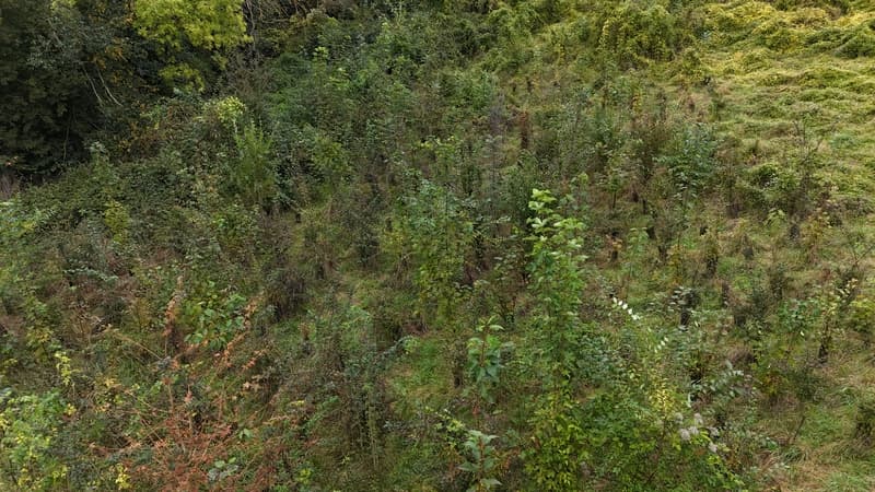The Juvignies forest has grown enormously update