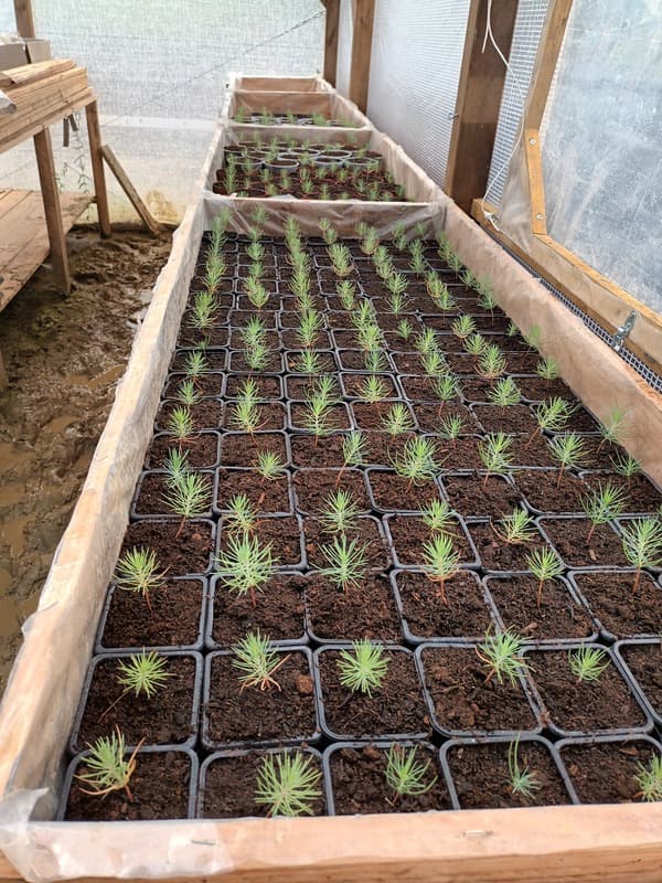 Les plants continuent de s'épanouir  update