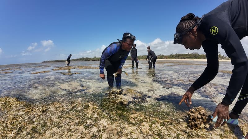 Start of reef restoration in Kenya update