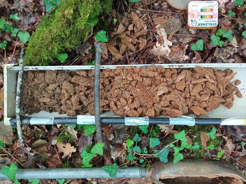 What does the forest whisper to us? Forest diagnostics at Cœur de Forêt update