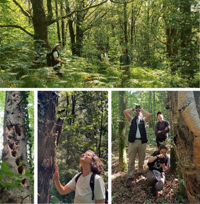Immersion dans la 3e forêt protégée update