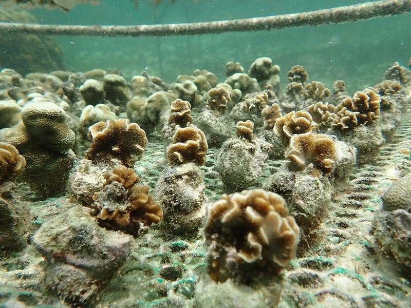 Restored reefs, committed communities: a look back at our mission in Kenya update