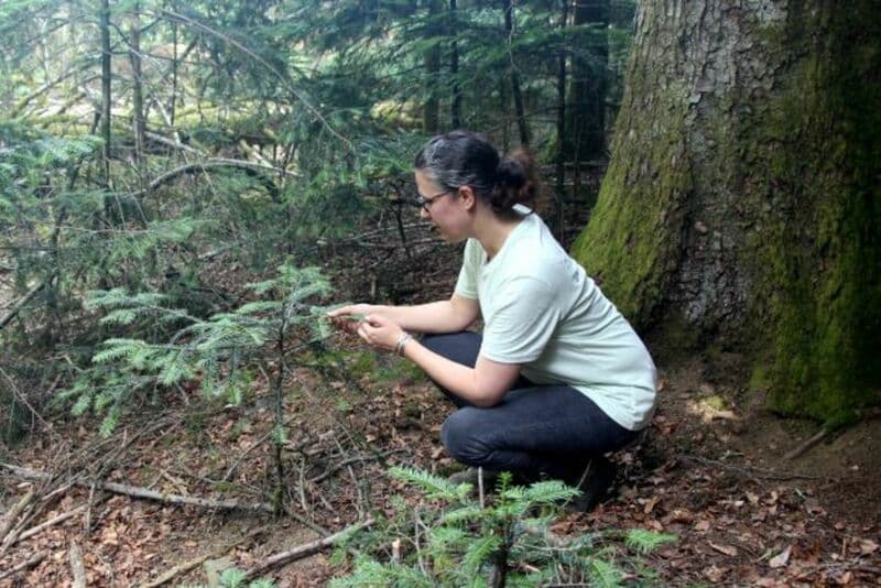 Dans les Vosges, une seconde forêt acquise par ETATS SAUVAGES  update