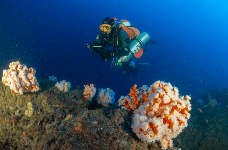 In Spain, the seabed regains its colors update