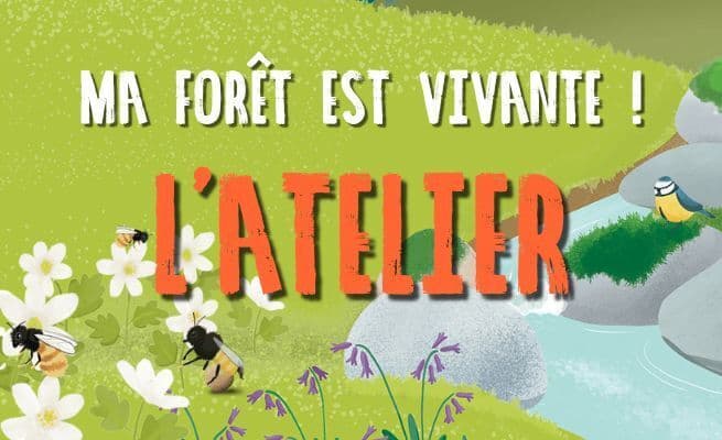 A la découverte de l'écosystème forestier... update