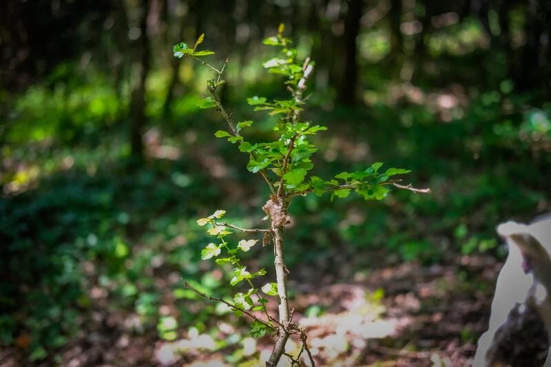 🎉 In 2025, Coeur de Forêt celebrates its 20th anniversary! update