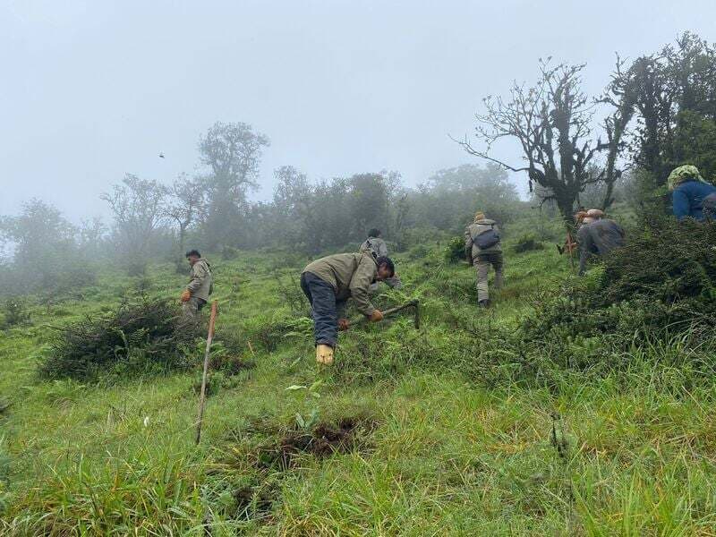 Over 10,000 trees for red pandas! update
