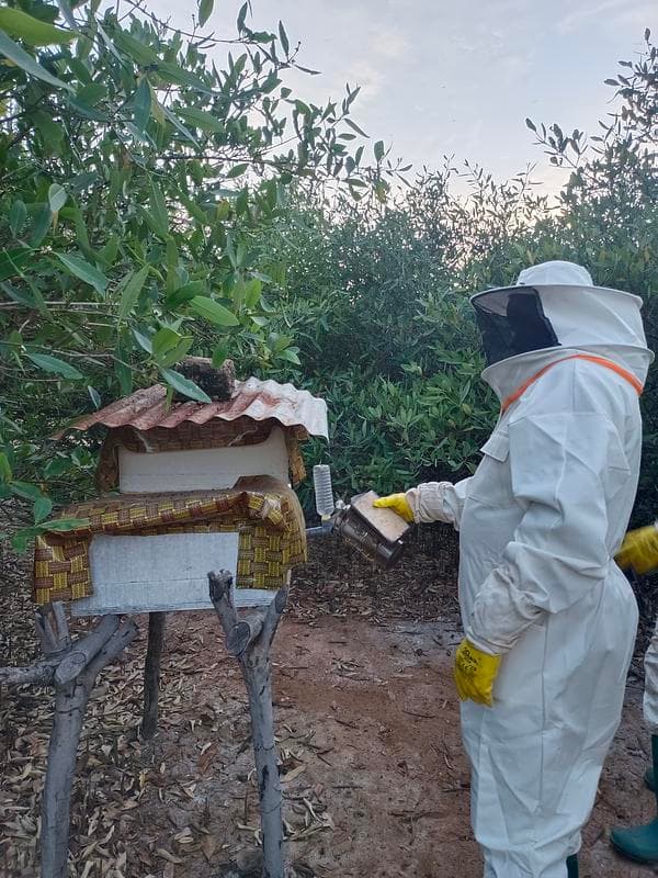 Beekeeping training and local mobilization 🌱 update