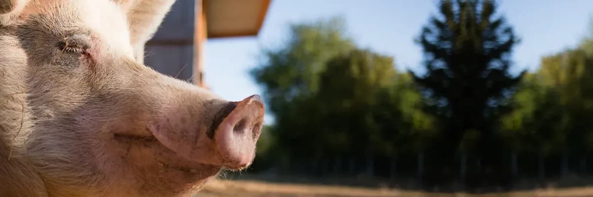 Campagne: Pour l'anniversaire de Laura, on collecte pour les animaux !