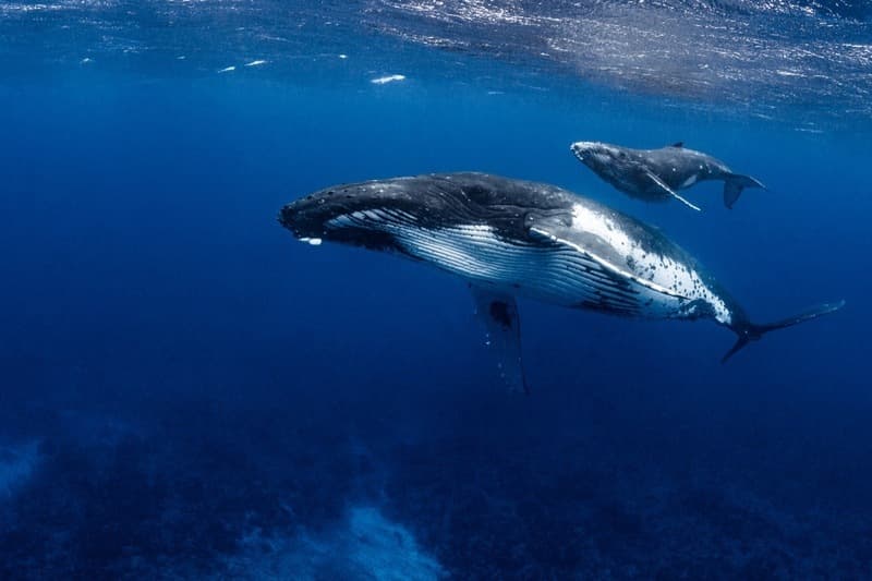Campagne: Mathieu Claveau et Mer Connexion s'engagent avec Pure Ocean
